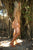 Gipsy Dharma Boots and Jacket Set in Tan