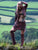 Gipsy Dharma Flamenco Festival Set for Pre Order