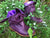 'Fairy Slippers' Ankle Boots for Pre Order