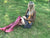 Tan Bolero Jacket fro pre order