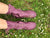 Plum Leather Ankle Boots