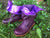 'Fairy Slippers' Ankle Boots for Pre Order